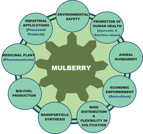 Fig. 1. Role of mulberry as a multipurpose plant.
