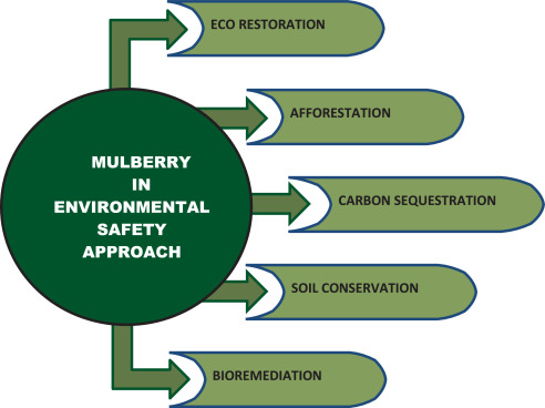Fig. 3. Role of mulberry in environmental safety approach.